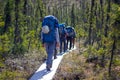 Group of hikers hiking in forest. Hiking in Alaska