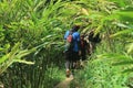 trekking through tropical rainforest