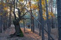 Group of hikers walk in a forest