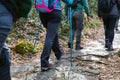 Group of hikers walk on the path in the woods Royalty Free Stock Photo