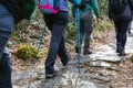 Group of hikers walk on the path in the woods