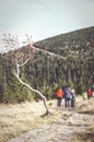 Group of hikers walking on a footpath in a forest of the Karkonosze Mountains, Poland