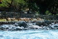 A group of Himalayan big-horned sheep goat on the lakeside of BEAS river. View of domestic herd of animal from agriculture farm of