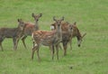 A group of hinds and fawns,   ManchurianSika Deer or Dybowski`s Sika Deer, Cervus nippon mantchuricus, or Cervus nippon dybowskii, Royalty Free Stock Photo