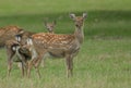 A group of hinds and fawns,   ManchurianSika Deer or Dybowski`s Sika Deer, Cervus nippon mantchuricus, or Cervus nippon dybowskii, Royalty Free Stock Photo