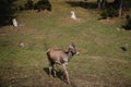 deer in the wild Royalty Free Stock Photo