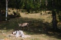 deer in the wild Royalty Free Stock Photo