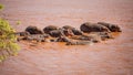 Group of hippo Hippopotamus amphibius bathing in red Galana ri