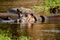 Group of Hippopotamus