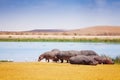 Group of hippopotamus near the lake in Kenya