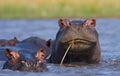 Group of hippopotamus are in the water. Botswana. Okavango Delta. Royalty Free Stock Photo