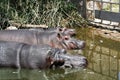 Group of hippopotamus in Wetlands or swamps