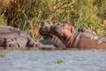 Group of hippopotamuses sleeping together in the river