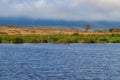 Group of hippos Hippopotamus amphibius in lake in Ngorongoro Crater national park, Tanzania Royalty Free Stock Photo