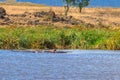 Group of hippos (Hippopotamus amphibius) in lake in Ngorongoro Crater national park, Tanzania