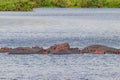 Group of hippos (Hippopotamus amphibius) in lake in Ngorongoro Crater national park, Tanzania Royalty Free Stock Photo