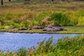 Group of hippos (Hippopotamus amphibius) laying on lakeshore in Ngorongoro Crater national park, Tanzania Royalty Free Stock Photo