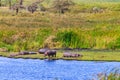 Group of hippos (Hippopotamus amphibius) laying on a lakeshore in Ngorongoro Crater national park Royalty Free Stock Photo