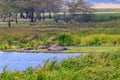 Group of hippos (Hippopotamus amphibius) laying on lakeshore in Ngorongoro Crater national park, Tanzania Royalty Free Stock Photo