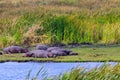 Group of hippos (Hippopotamus amphibius) laying on lakeshore in Ngorongoro Crater national park, Tanzania Royalty Free Stock Photo