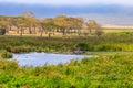 Group of hippos Hippopotamus amphibius laying on lakeshore in Ngorongoro Crater national park, Tanzania Royalty Free Stock Photo