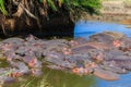 Group of hippos Hippopotamus amphibius in river in Serengeti National Park, Tanzania. Wildlife of Africa Royalty Free Stock Photo