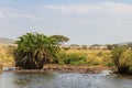 Group of hippos Hippopotamus amphibius in river in Serengeti National Park, Tanzania. Wildlife of Africa Royalty Free Stock Photo