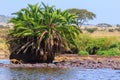 Group of hippos (Hippopotamus amphibius) in river in Serengeti National Park, Tanzania. Wildlife of Africa Royalty Free Stock Photo