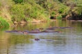 Group of hippos (Hippopotamus amphibius) in a river in Serengeti National Park, Tanzania.