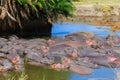 Group of hippos (Hippopotamus amphibius) in river in Serengeti National Park, Tanzania. Wildlife of Africa