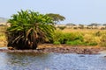 Group of hippos (Hippopotamus amphibius) in river in Serengeti National Park, Tanzania. Wildlife of Africa Royalty Free Stock Photo