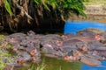 Group of hippos Hippopotamus amphibius in river in Serengeti National Park, Tanzania. Wildlife of Africa Royalty Free Stock Photo