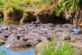 Group of hippos Hippopotamus amphibius in river in Serengeti National Park, Tanzania. Wildlife of Africa Royalty Free Stock Photo