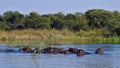 Group of hippos enjoying the fresh water in Okavango river with bush land in background near Divundu in Namibia.