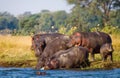 Group of hippos stands on the bank. Botswana. Okavango Delta. Royalty Free Stock Photo