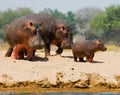 Group of hippos stands on the bank. Botswana. Okavango Delta. Royalty Free Stock Photo