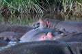 Group of hippos at a waterhole in the Ngorongoro Crater Conservation Area. Safari concept. Tanzania. Africa Royalty Free Stock Photo