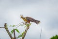 Group of hoatzins, episthocomus hoazin, endemic bird sitting on a branch inside the amazon rainforest in Cuyabeno