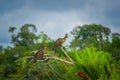 Group of hoatzins, episthocomus hoazin, endemic bird sitting on a branch inside the amazon rainforest in Cuyabeno