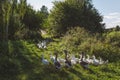 Group of home geese coming back home in evening