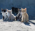 Group homeless kittens on concrete pier in sea port