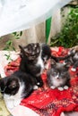 Group homeless kittens on laying in grass.