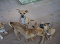 Group homeless dog in Thailand