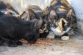 A group of homeless street beautiful cats eating cat food scattered on the floor, close-up, selective focus. Care for abandoned an Royalty Free Stock Photo