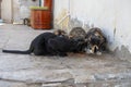 A group of homeless street beautiful cats eating cat food scattered on the floor, the general plan. Care for abandoned animals. Royalty Free Stock Photo