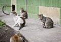 A group of homeless street cats near the house.