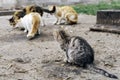 Group of adults homeless cats eats on the street. From the side, a small, weak cat, with sick eyes, watching them eat