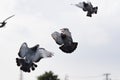 Group of homing pigeon approach for landing to home loft Royalty Free Stock Photo