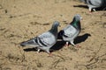 Group homing pigeon, Columba livia