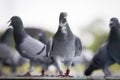 Group of homing pigeon standing on home loft trap